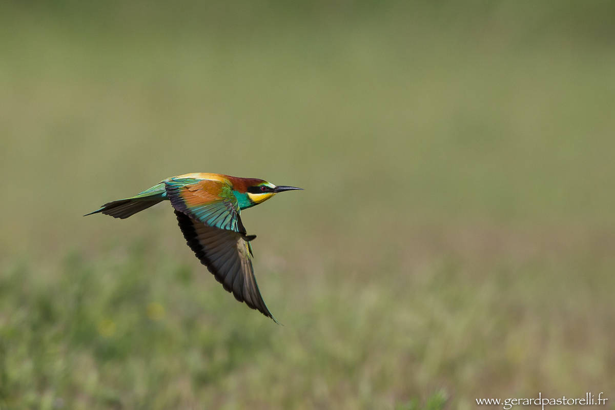 Bee eater 55